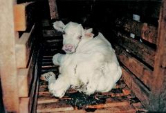 CratedCalfInExcrement-lg