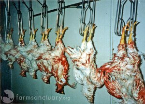 dead-chickens