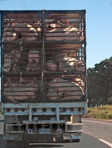 pigs in truck