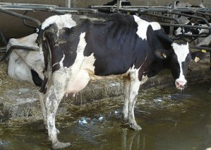 state_of_misery_thin_spanish_cow_with_overgrown_hooves